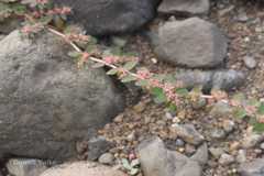 Euphorbia thymifolia